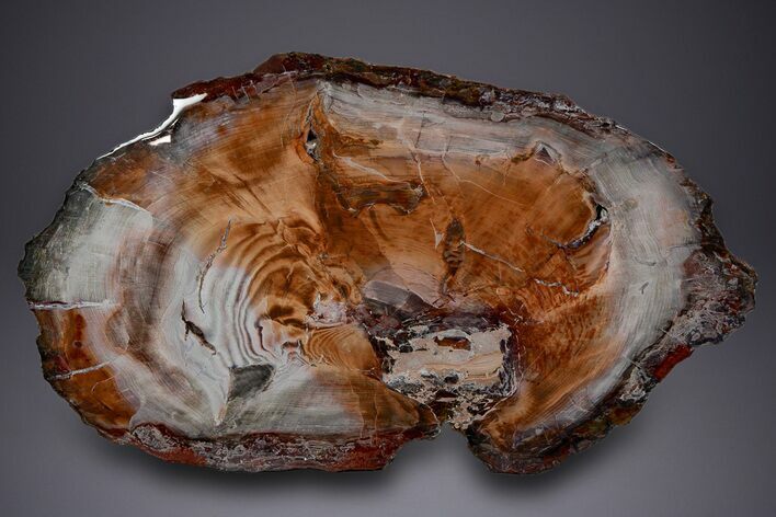 Wide Brilliant Red-Orange and White Petrified Wood Table #382226